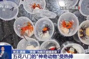 潜江@铲屎官们 养“异宠”或危害国家安全 这些行为违法了