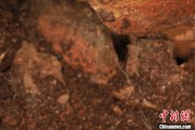 潜江江西发现蜘蛛新物种 为研究呵叻蛛属适应区域提供依据