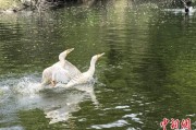 潜江吉林：罕见白鸬鹚连续两年“故地重游”