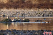 潜江歙县完成安徽首个县域生物多样性调查 共记录物种近4千种